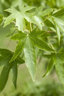 Liquidambar styraciflua, Amberbaum, 80–100 cm 