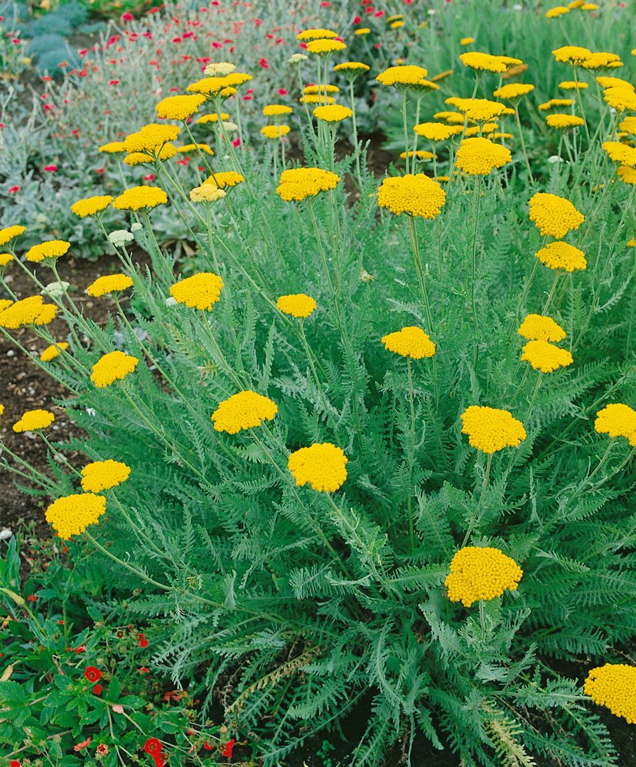 Achillea clypeolata, Schafgarbe, gelb, ca. 9x9 cm Topf 
