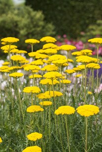 Achillea filipendulina 'Cloth of Gold', Schafgarbe, goldgelb, ca. 9x9 cm Topf 
