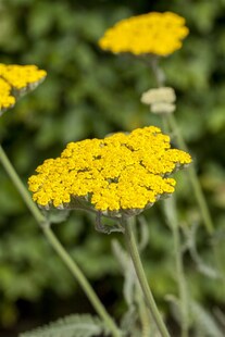 Achillea filipendulina 'Coronation Gold', Schafgarbe, goldgelb, ca. 9x9 cm Topf 
