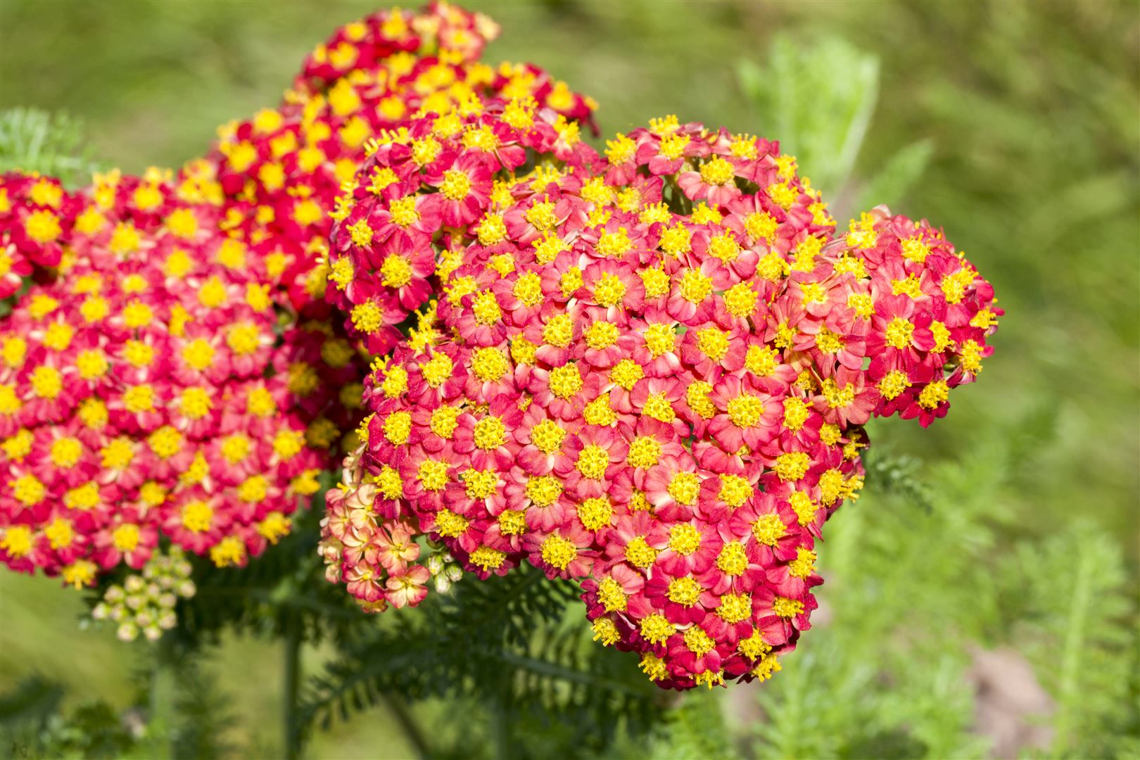 Achillea filipendulina 'Feuerland', Schafgarbe, orange-rot, ca. 9x9 cm Topf 