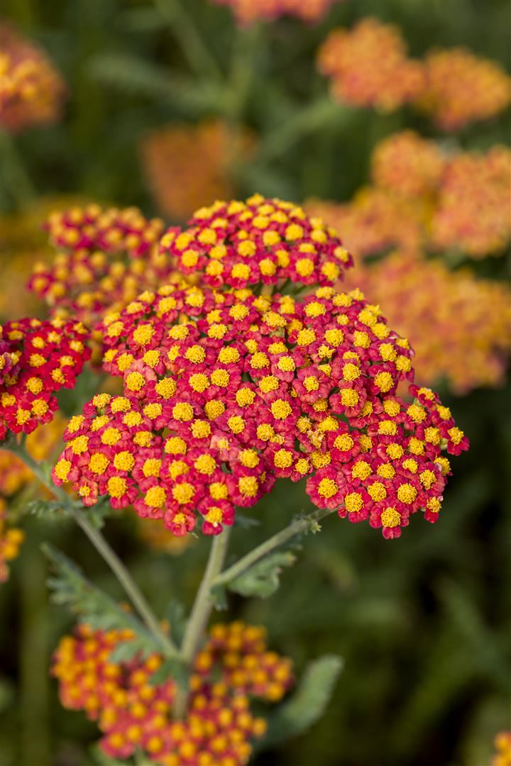 Achillea filipendulina 'Walter Funcke', Schafgarbe, orange, ca. 9x9 cm Topf 