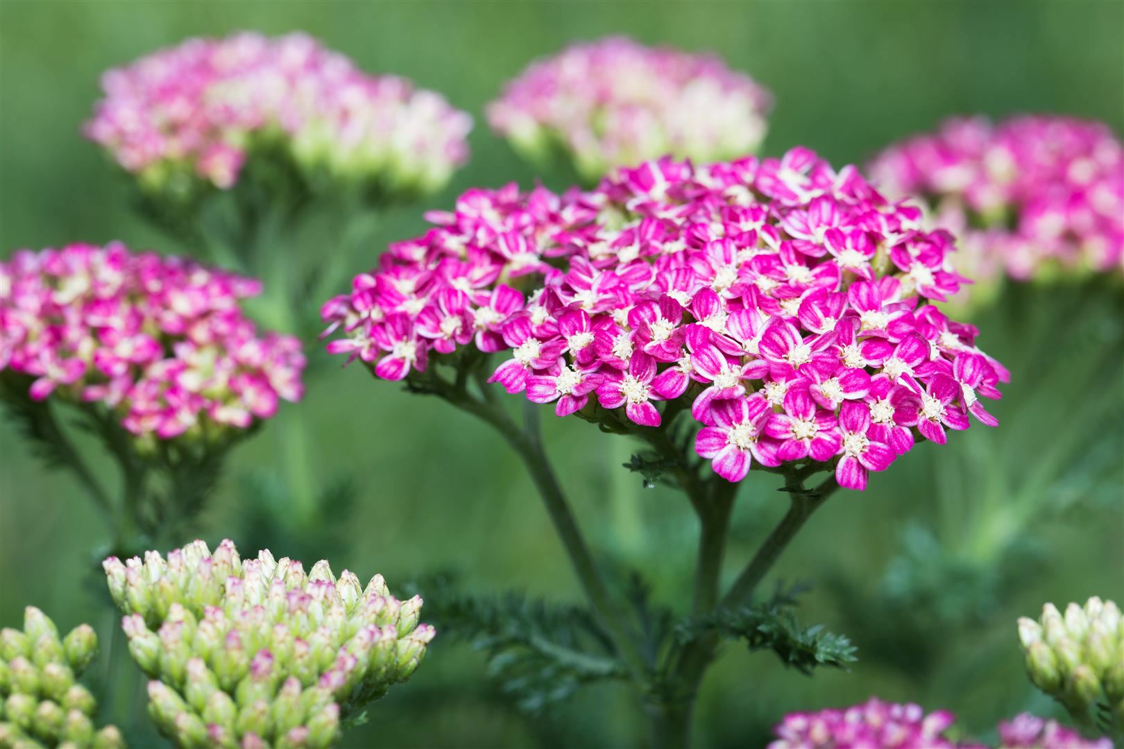Achillea millefolium 'Cerise Queen', Schafgarbe, rosa, ca. 9x9 cm Topf 