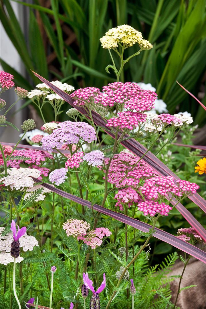 Achillea millefolium 'Summer Pastels', Schafgarbe, bunt, ca. 9x9 cm Topf 