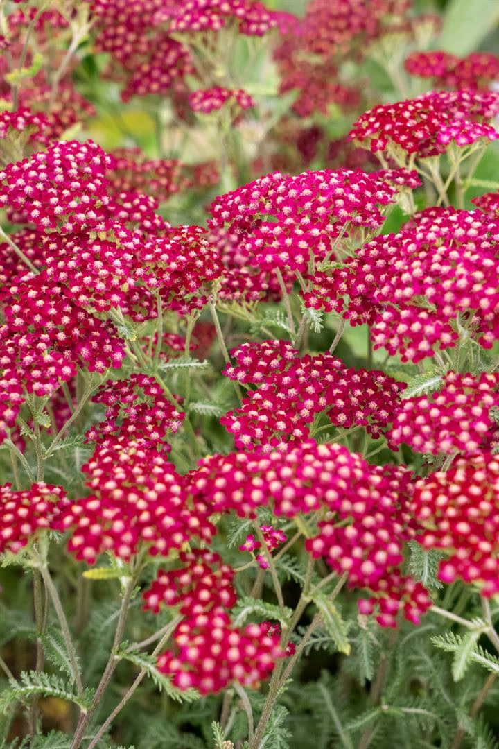 Achillea millefolium 'Velour', Schafgarbe, rosa, ca. 9x9 cm Topf 