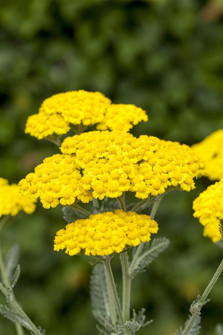 Achillea tomentosa, Teppich-Schafgarbe, gelb, ca. 9x9 cm Topf 