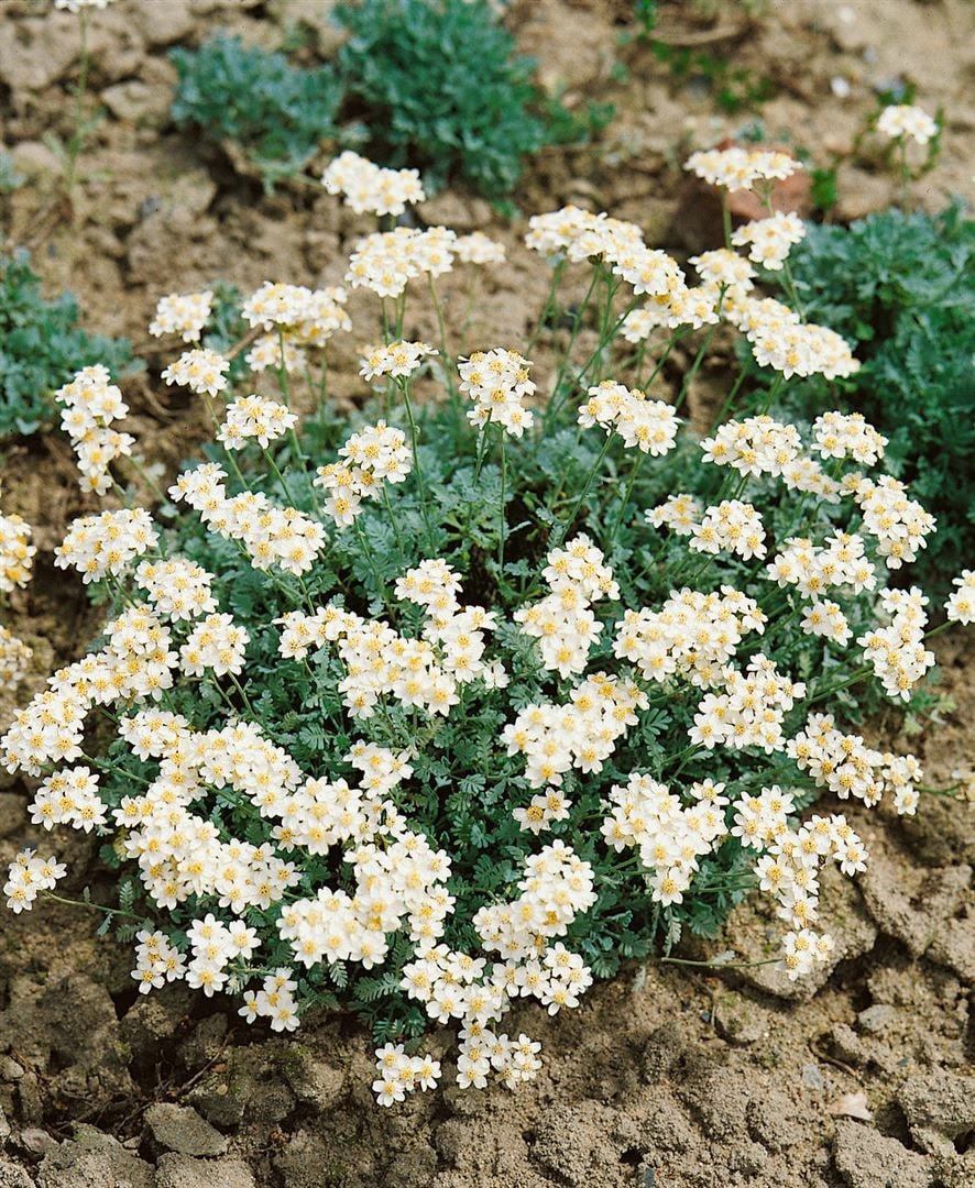 Achillea umbellata, Silber-Garbe, silbrig-wei&szlig;, ca. 9x9 cm Topf 