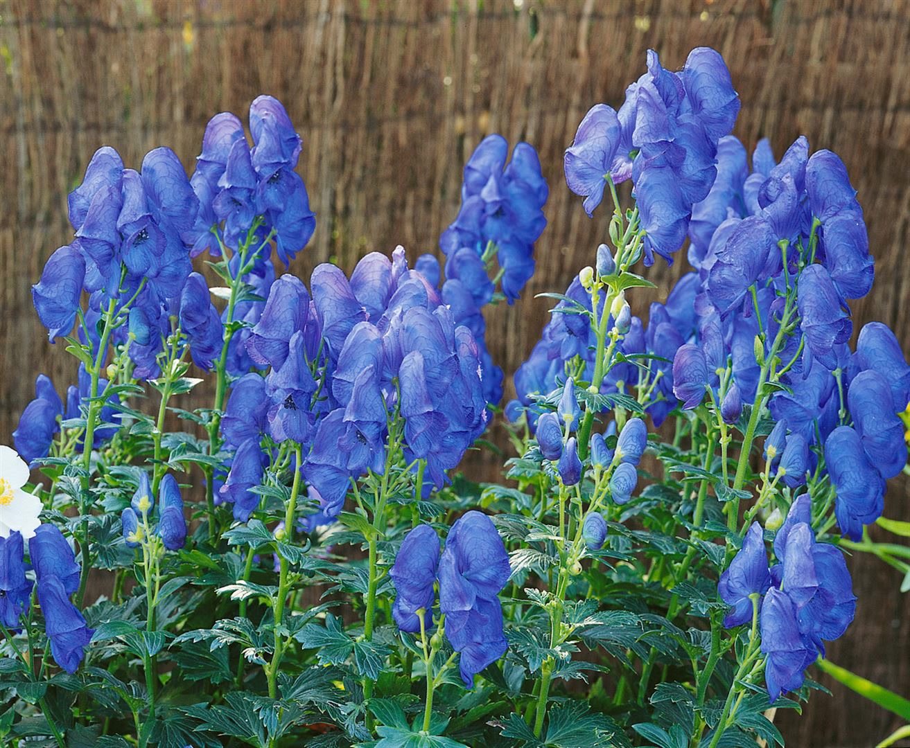 Aconitum x cammarum 'Blue Lagoon', Eisenhut, blau, ca. 11x11 cm Topf 