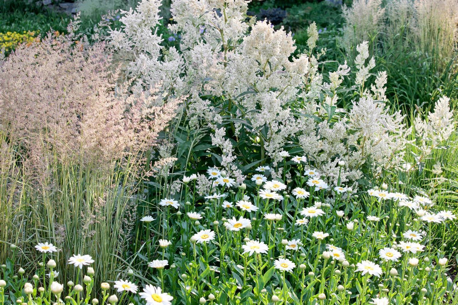 Aconogonon campanulatum, Glockenkn&ouml;terich, ca. 11x11 cm Topf 