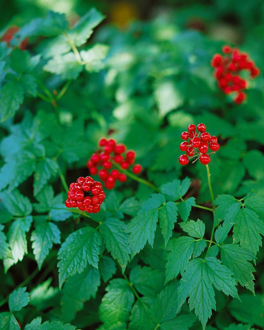 Actaea rubra, Rote Christophskraut, ca. 9x9 cm Topf 