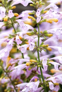 Agastache aurantiaca, Duftnessel, orange, ca. 11x11 cm Topf 