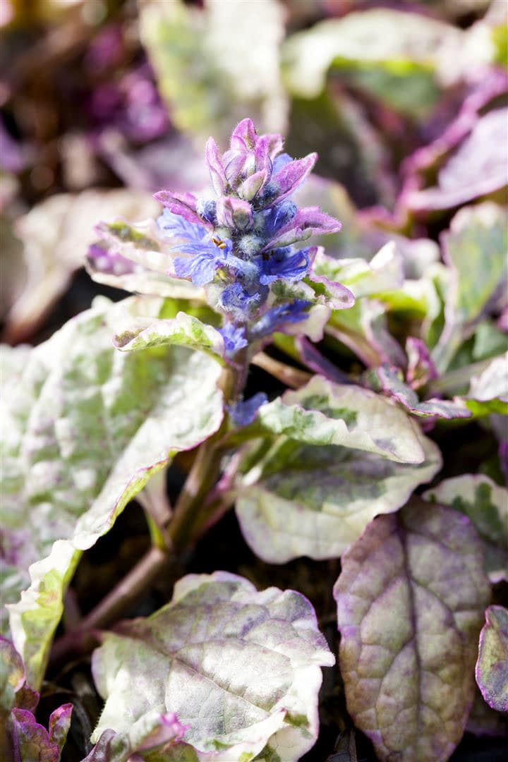 Ajuga reptans 'Burgundy Glow', G&uuml;nsel, buntes Laub, ca. 9x9 cm Topf 