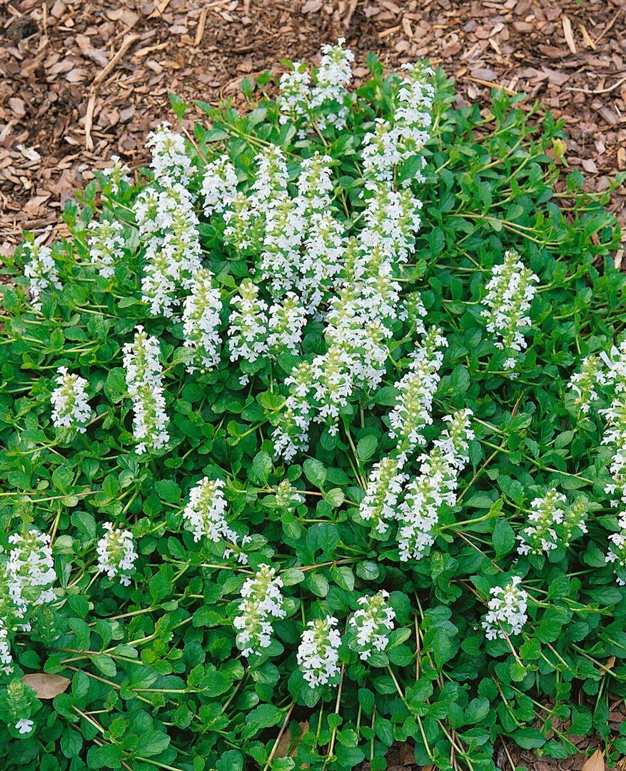 Ajuga reptans 'Sanne', G&uuml;nsel, blauviolett, ca. 9x9 cm Topf 