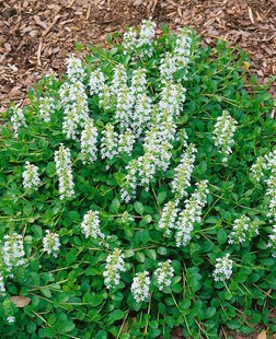 Ajuga reptans 'Sanne', Günsel, blauviolett, ca. 9x9 cm Topf 