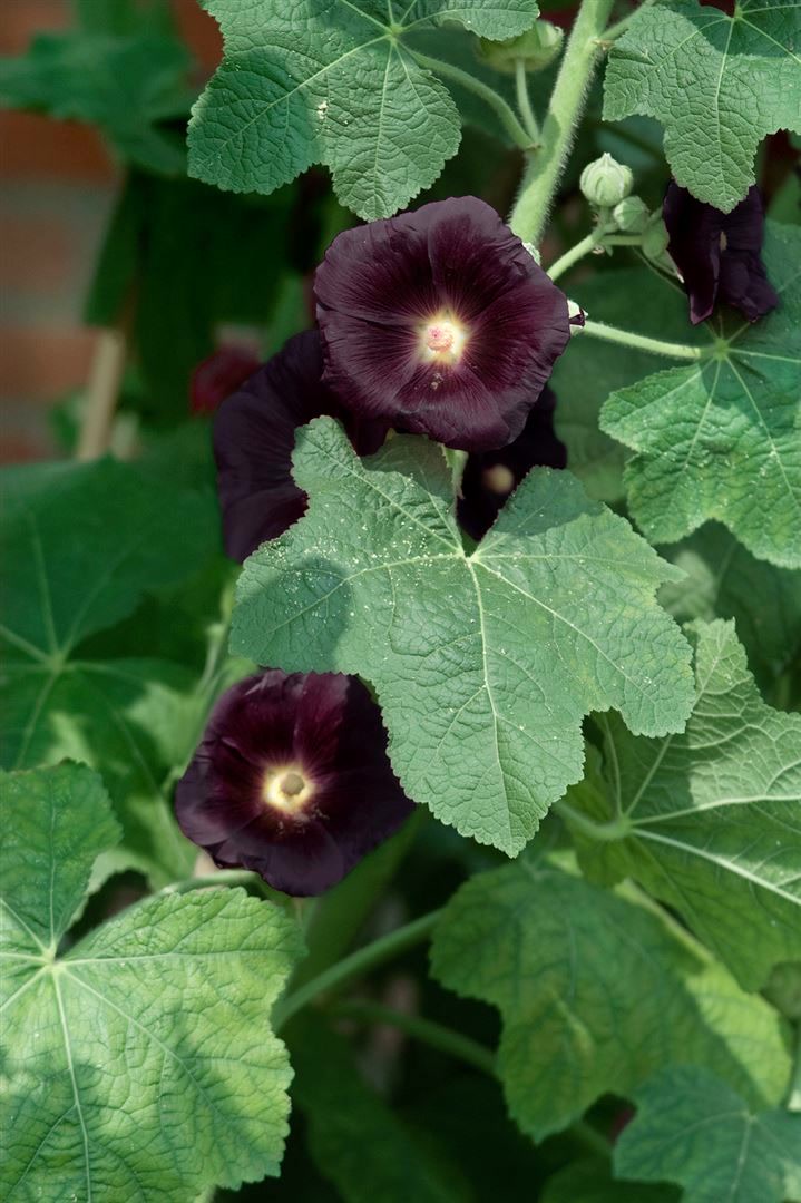 Alcea rosea 'Nigra', Stockrose, dunkelviolett, ca. 9x9 cm Topf 