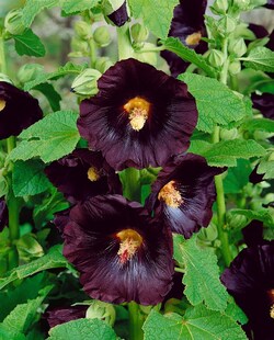 Alcea rosea Spotlight-Series 'Blacknight', Stockrose, dunkelviolett, ca. 9x9 cm Topf 