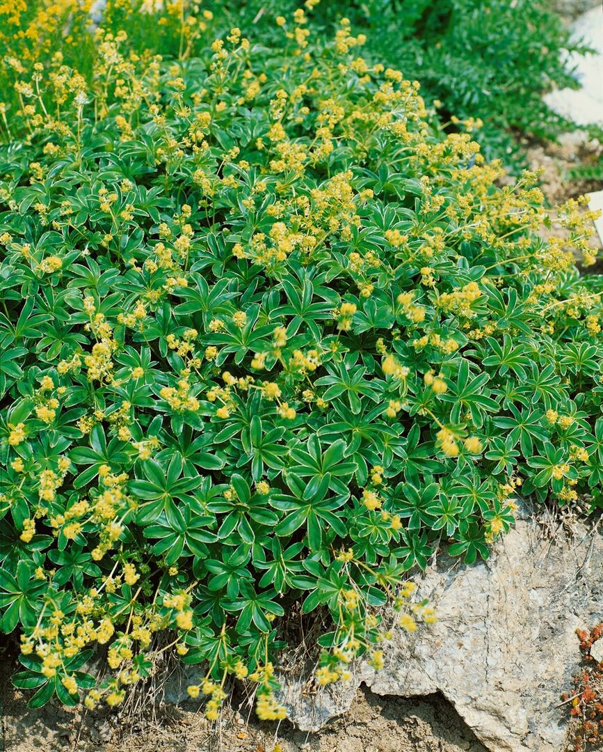 Alchemilla alpina, Alpen-Frauenmantel, ca. 9x9 cm Topf 