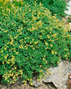 Alchemilla alpina, Alpen-Frauenmantel, ca. 9x9 cm Topf 