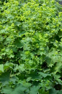 Alchemilla epipsila, Frauenmantel, ca. 9x9 cm Topf 
