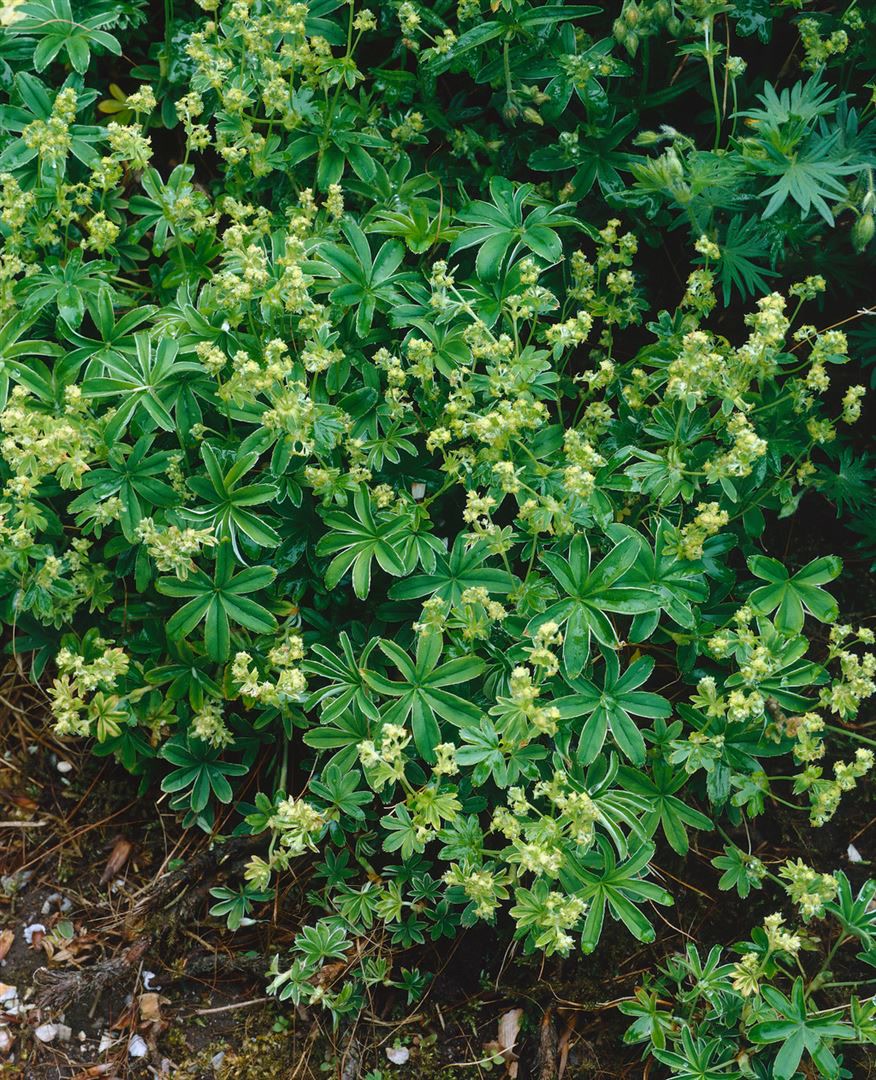 Alchemilla saxatilis, Stein-Frauenmantel, ca. 9x9 cm Topf 