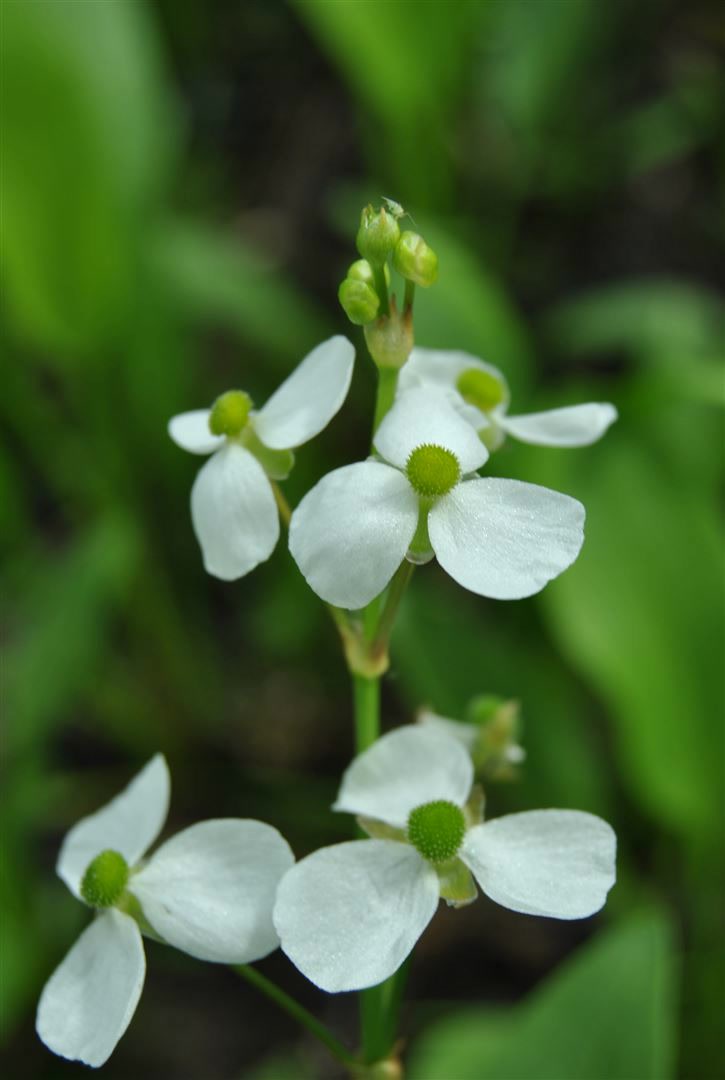 Alisma parviflorum, Zwerg-Froschl&ouml;ffel, ca. 9x9 cm Topf 