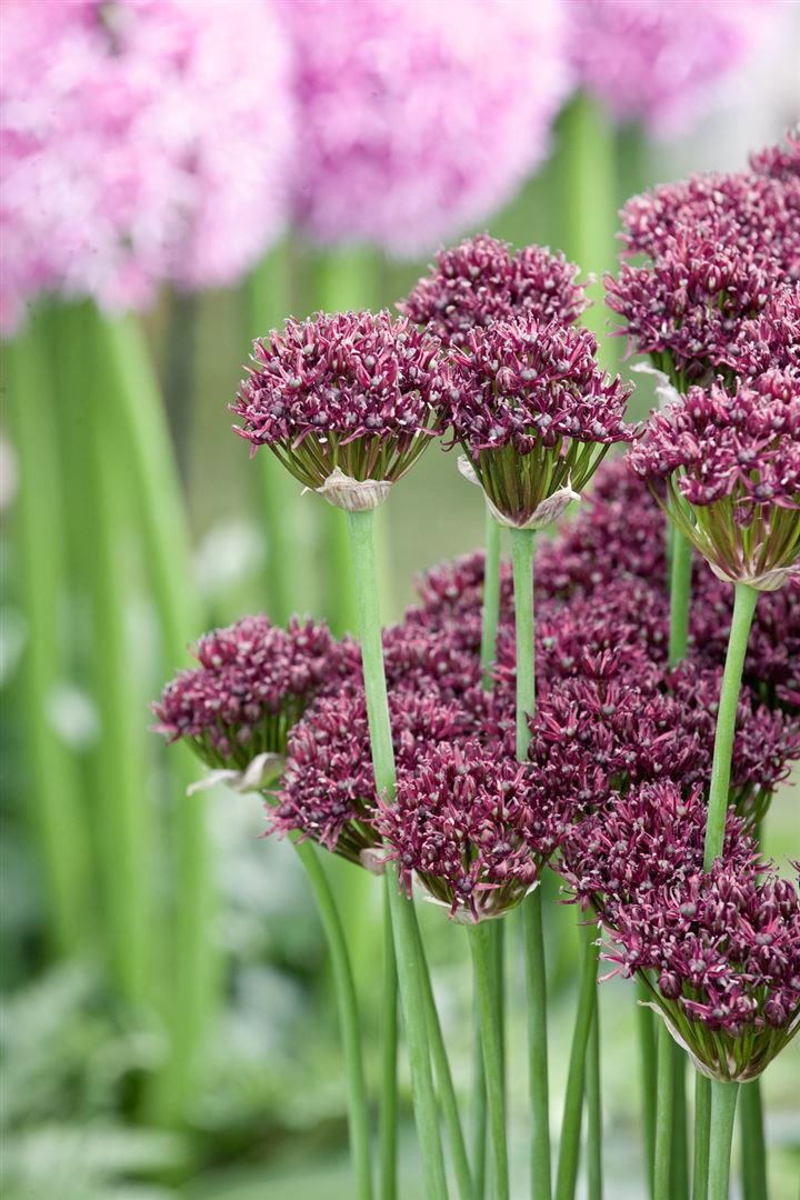 Allium atropurpureum, Zierlauch, dunkelviolett, ca. 9x9 cm Topf 
