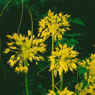 Allium flavum, Gelber Lauch, ca. 9x9 cm Topf 