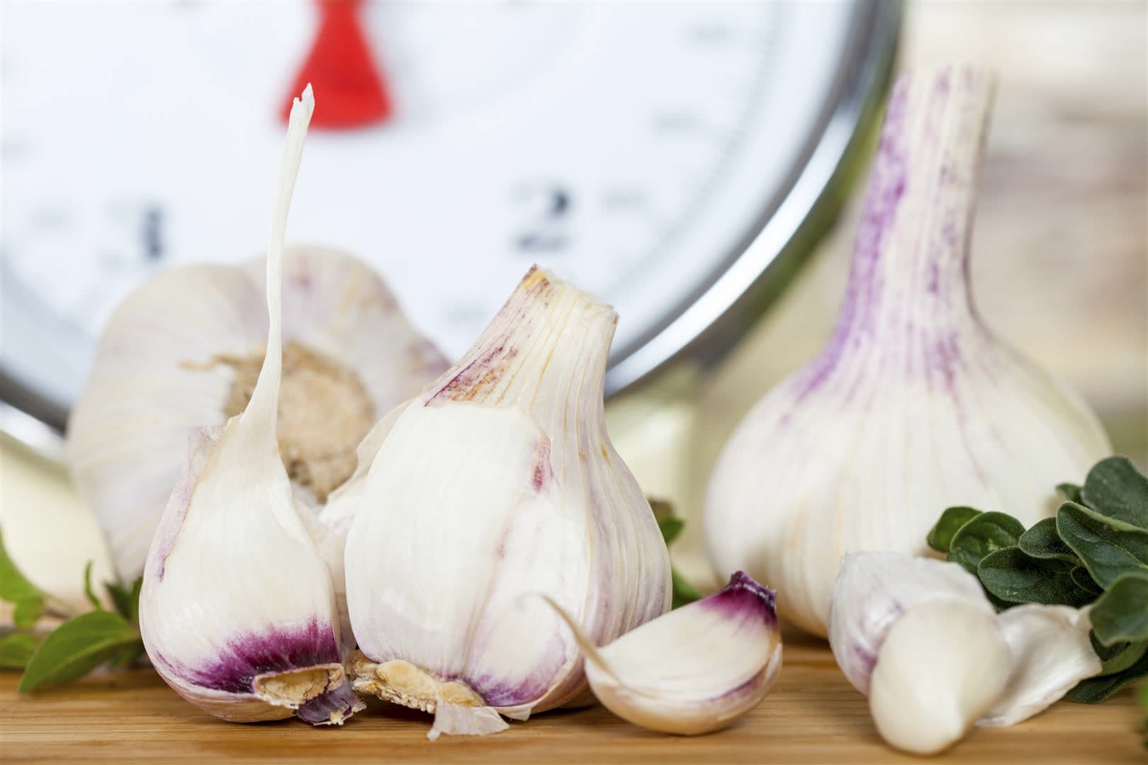 Allium sativum var. sativum, Knoblauch, ca. 9x9 cm Topf 