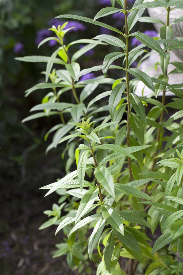 Aloysia triphylla, Zitronenverbene, aromatisch, ca. 9x9 cm Topf 