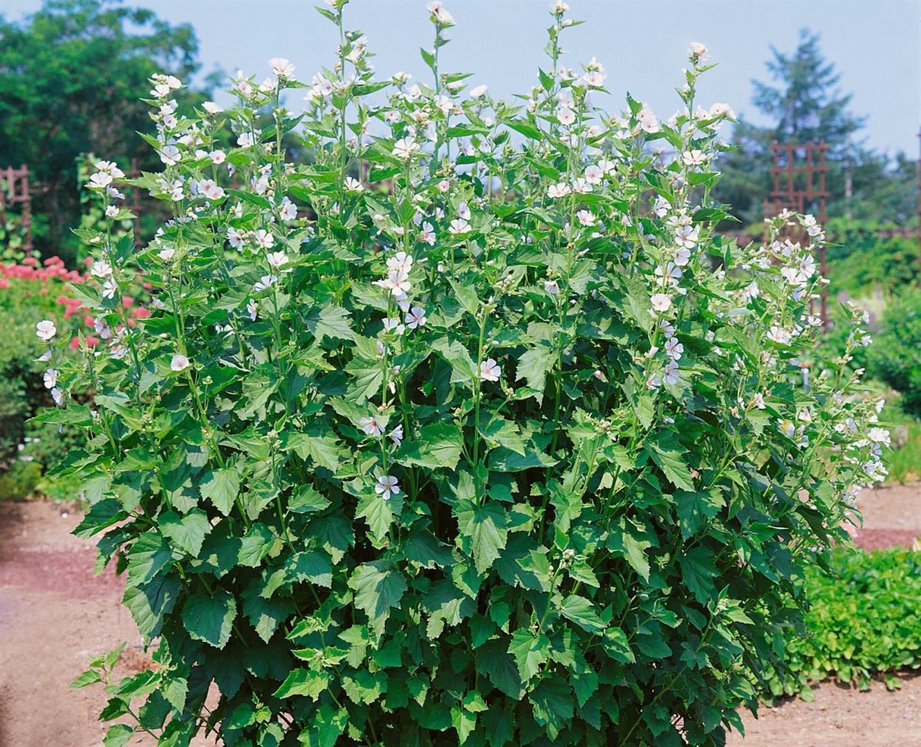 Althaea officinalis, Eibisch, ca. 9x9 cm Topf, heilkr&auml;ftig 