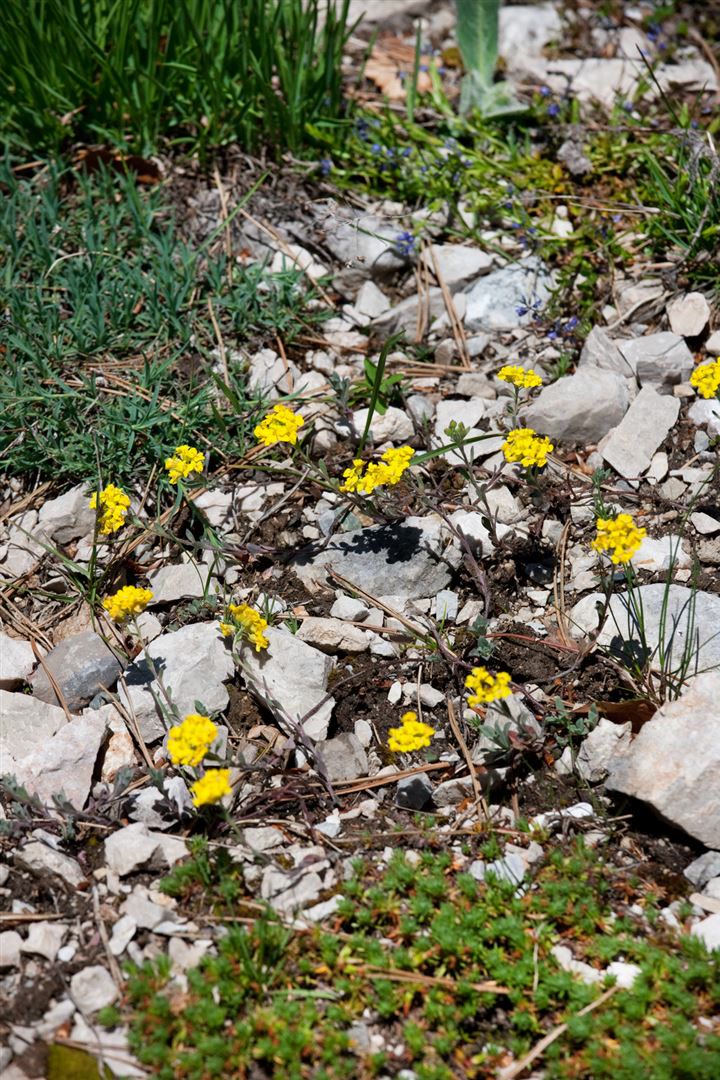 Alyssum wulfenianum, Steinkraut, gelb, ca. 9x9 cm Topf 