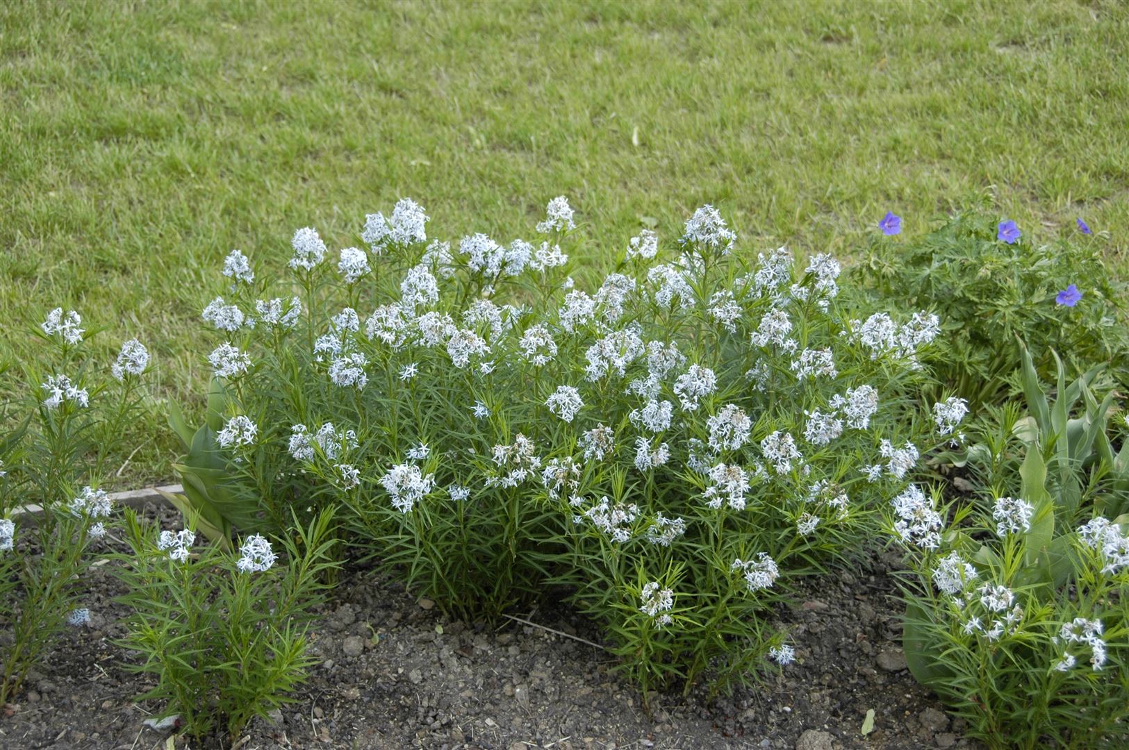 Amsonia hubrichtii, Blaustern, ca. 9x9 cm Topf, zartblau 