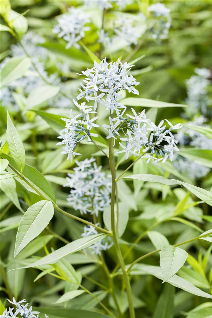 Amsonia tabernaemontana, Blaustern, ca. 9x9 cm Topf, blau bl&uuml;hend 