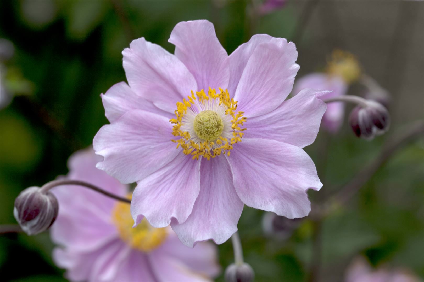 Anemone hupehensis 'September Charm', Herbst-Anemone, rosa, ca. 9x9 cm Topf 