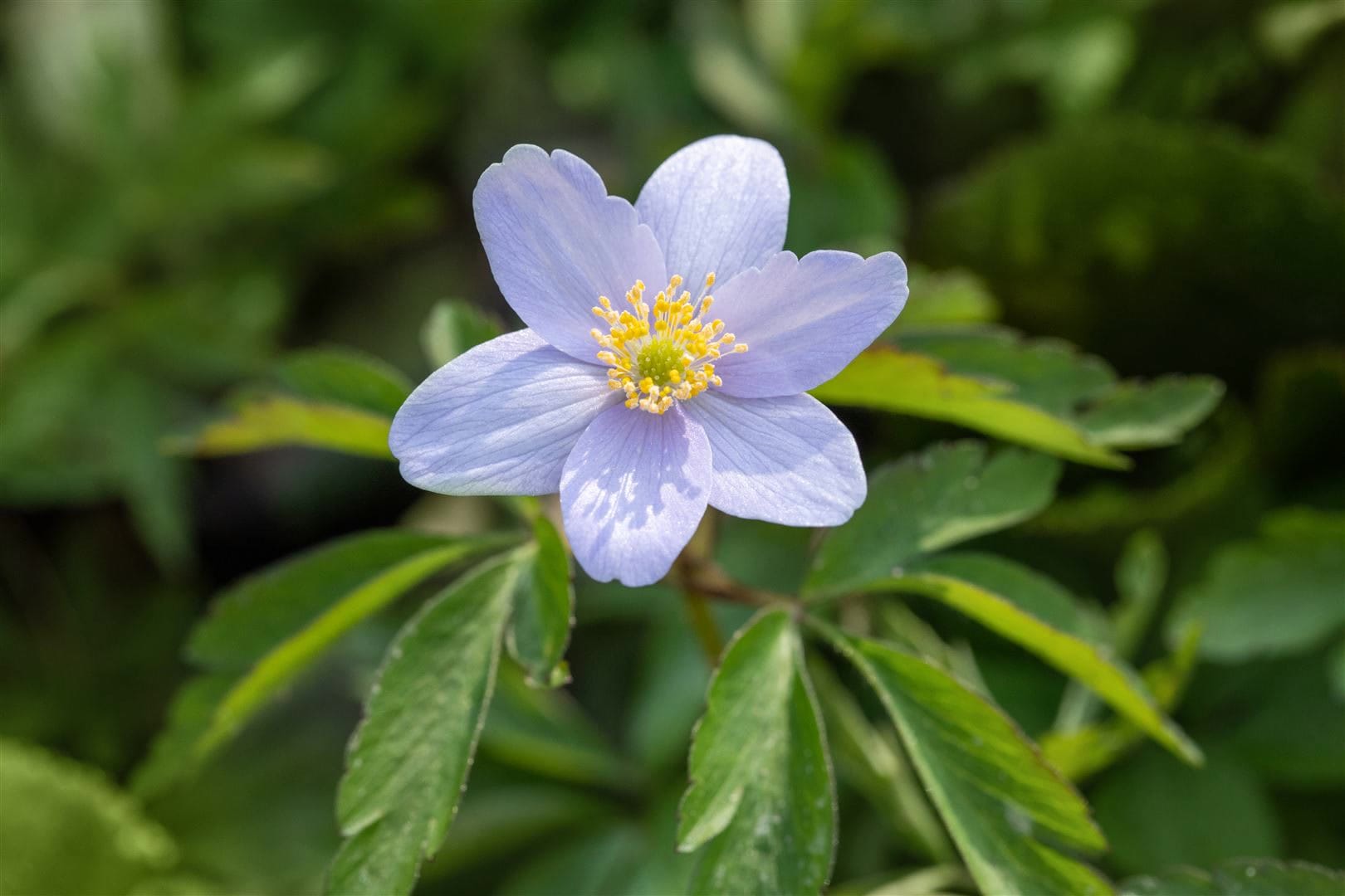 Anemone nemorosa 'Robinsoniana', Buschwindr&ouml;schen, lavendelblau, ca. 9x9 cm Topf 