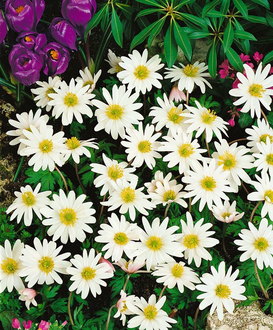 Anemone rivularis, Fluss-Anemone, wei&szlig;, ca. 9x9 cm Topf 