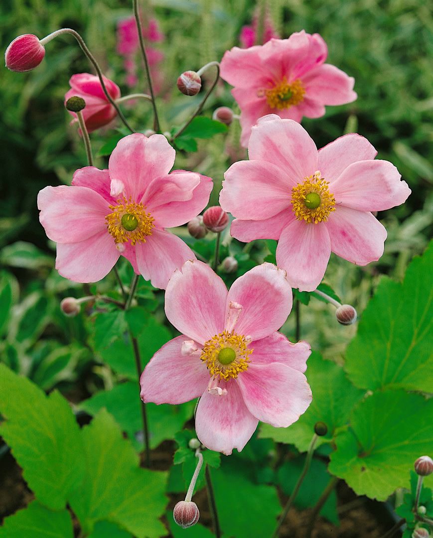 Anemone japonica 'K&ouml;nigin Charlotte', Herbstanemone, rosa, ca. 9x9 cm Topf 
