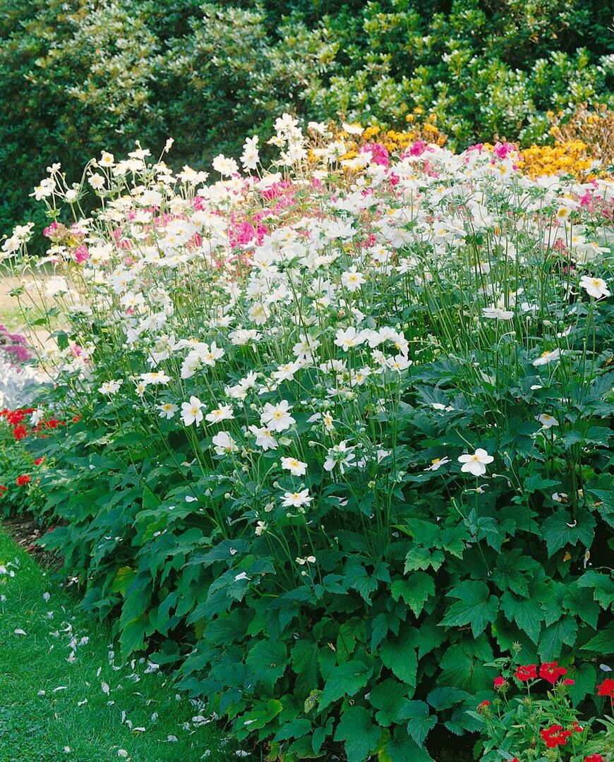 Anemone japonica 'Whirlwind', Herbst-Anemone, wei&szlig;, ca. 9x9 cm Topf 