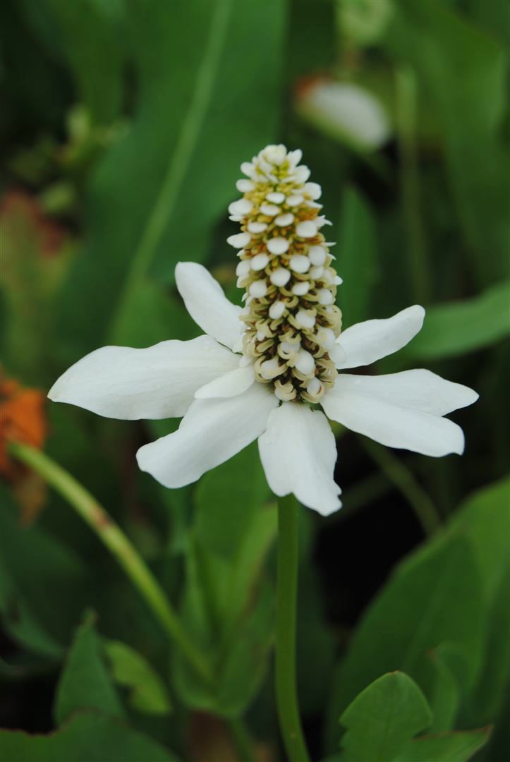 Anemopsis californica, Yerba Mansa, wei&szlig;, ca. 11x11 cm Topf 