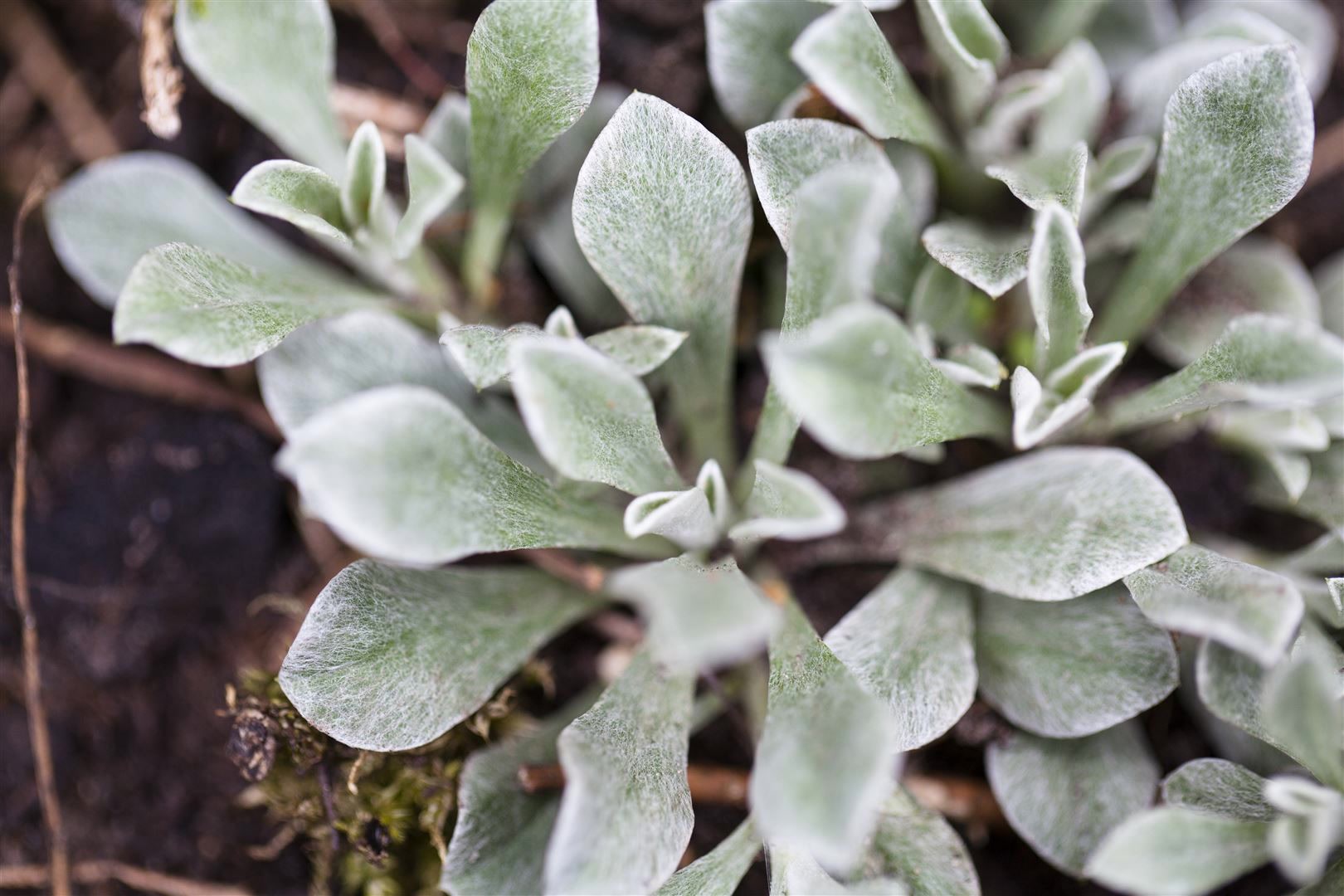 Antennaria dioica, Katzenpf&ouml;tchen, rosa Bl&uuml;ten, ca. 9x9 cm Topf 