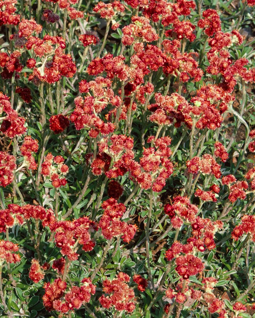 Antennaria dioica 'Rotes Wunder', Katzenpf&ouml;tchen, rot, ca. 9x9 cm Topf 