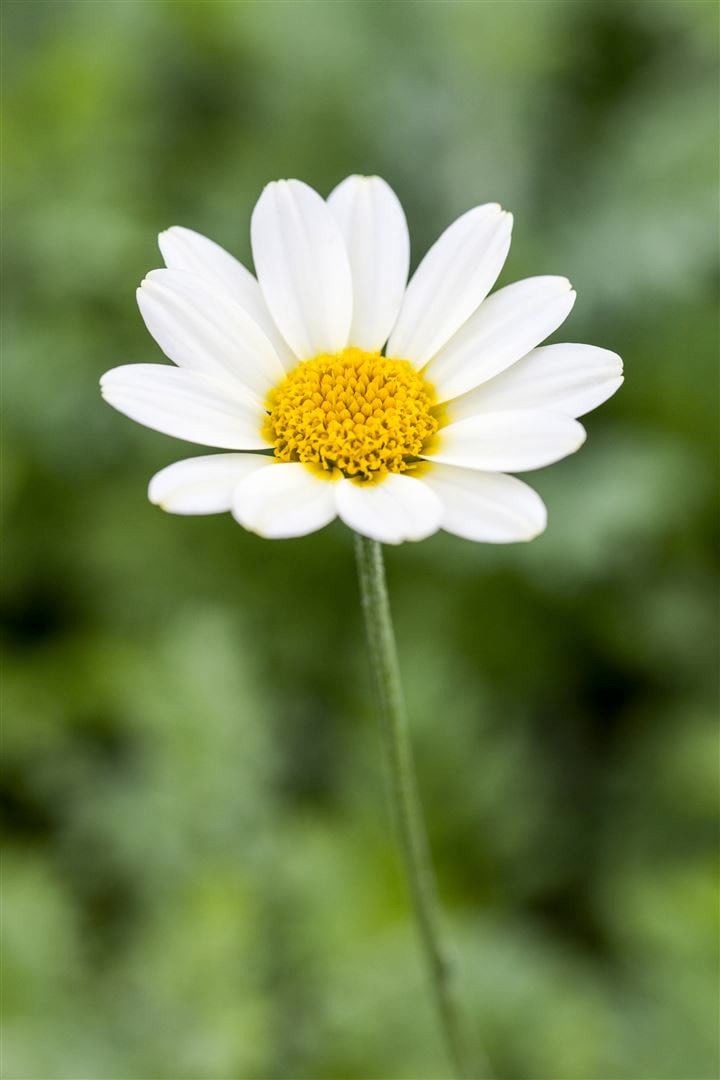 Anthemis tinctoria 'Sauce Hollandaise', F&auml;rberkamille, cremewei&szlig;, ca. 9x9 cm Topf 