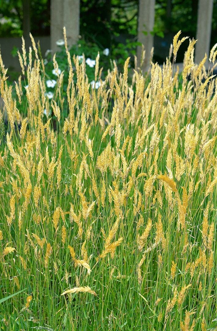 Anthoxanthum odoratum, Duftendes Ruchgras, ca. 9x9 cm Topf 