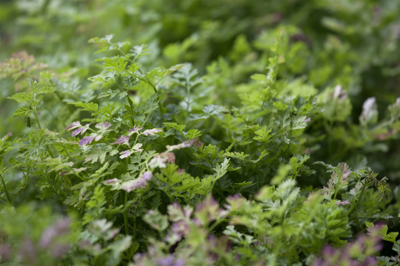 Anthriscus cerefolium, Kerbel, ca. 9x9 cm Topf 