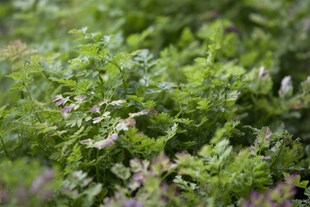 Anthriscus cerefolium, Kerbel, ca. 9x9 cm Topf 