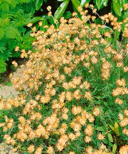 Anthyllis vulneraria, Wundklee, gelb, ca. 9x9 cm Topf 
