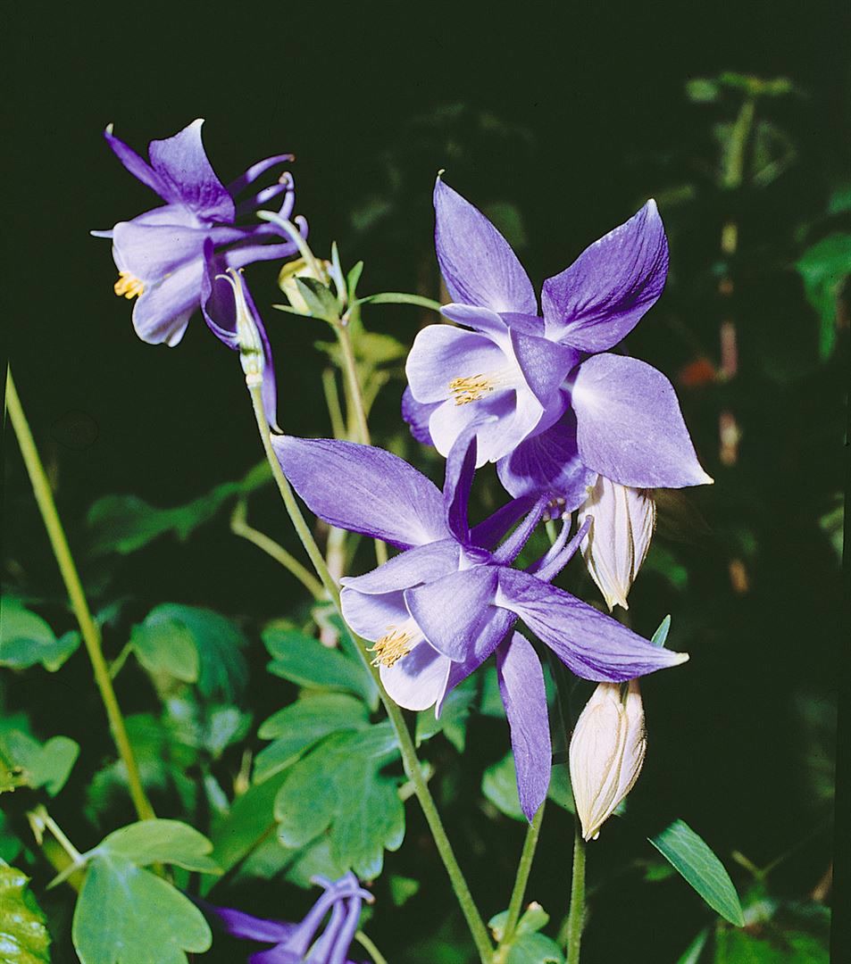 Aquilegia alpina, Alpen-Akelei, blau, ca. 9x9 cm Topf 