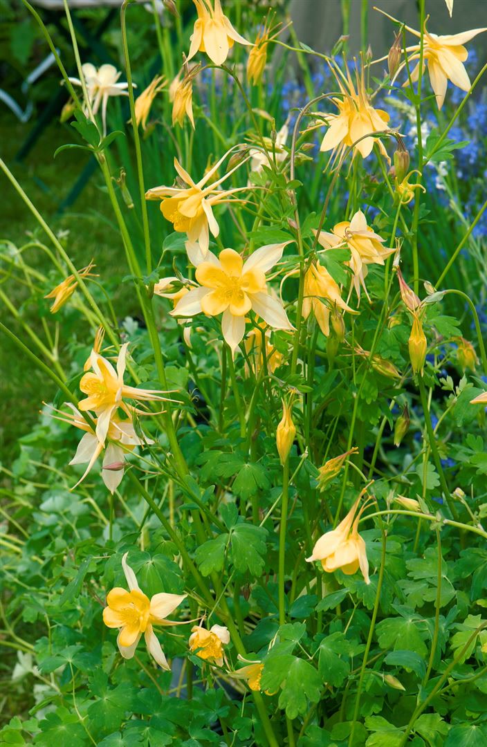 Aquilegia chrysantha 'Yellow Queen', Akelei, gelb, ca. 9x9 cm Topf 