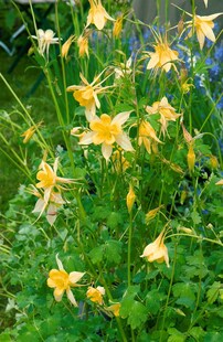 Aquilegia chrysantha 'Yellow Queen', Akelei, gelb, ca. 9x9 cm Topf 