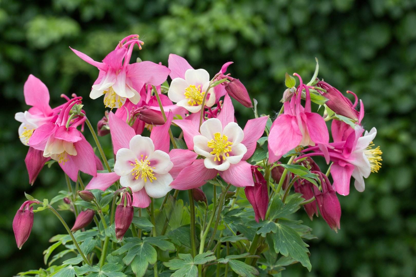 Aquilegia flab.'Spring Magic Rosa-Wei&szlig;', Akelei, rosa-wei&szlig;, ca. 9x9 cm Topf 